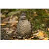 Image 1 : Ruffed Grouse/Woodcock Hunt in Michigan for 2 Hunters