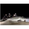 Image 1 : Land Based Beach Shark Fishing Experience for 2 with Chris “Lisharkman” Stefanou