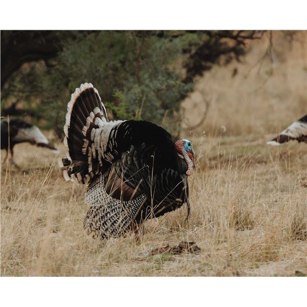 New Mexico Goulds Enhancement Tag