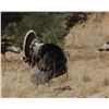 Image 1 : New Mexico Goulds Enhancement Tag