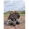 Image 1 : Eastern Turkey Hunt for 2 with Flat Creek Outfitters in New York