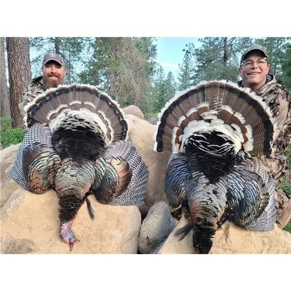 Washington and Idaho Turkey Hunt for 2 with Williams Guide Service