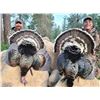Image 1 : Washington and Idaho Turkey Hunt for 2 with Williams Guide Service