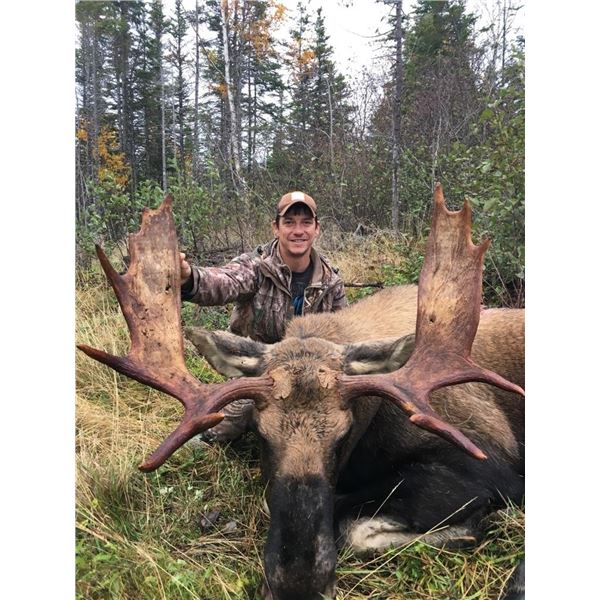 Newfoundland Moose Hunt for 1 with Caribou Pond Outfitting, LLC