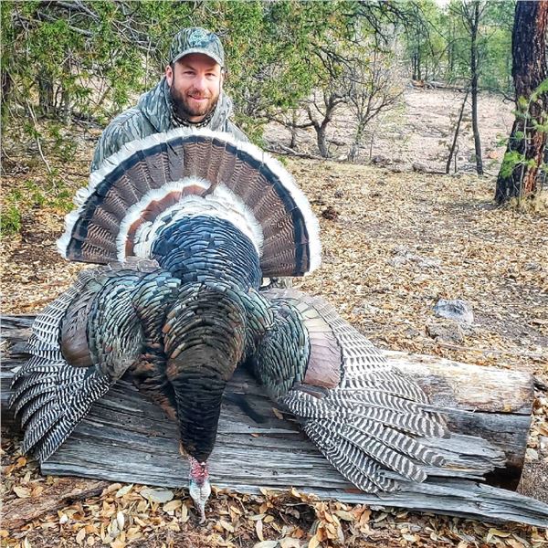 Gould’s Turkey Hunt for 1 Hunter and 1 Guest with El Halcon Lodge and Outfitters