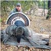 Image 1 : Gould’s Turkey Hunt for 1 Hunter and 1 Guest with El Halcon Lodge and Outfitters