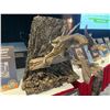 Image 2 : Hand-carved Bobcat and Wild Turkey Poults by Garton Originals