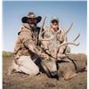 Image 1 : Private Land Archery Mule Deer Hunt with LSM Outdoors in Southern Colorado
