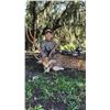 Image 1 : Florida Axis Trophy Buck & Doe Hunt for 2 Hunters