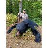 Image 1 : 7-day, 6-night Maine Black Bear Hunt for 1 with OMM Outfitters
