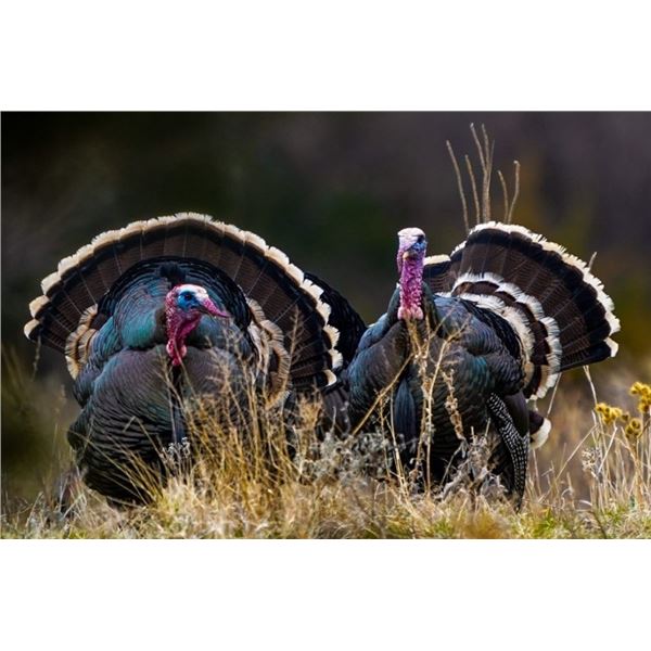 The Ultimate South Dakota Merriam’s Hunt for 2 on the Rosebud Sioux Reservation