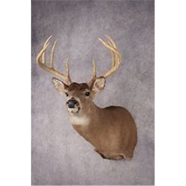 Valley View Taxidermy - Shoulder Mount