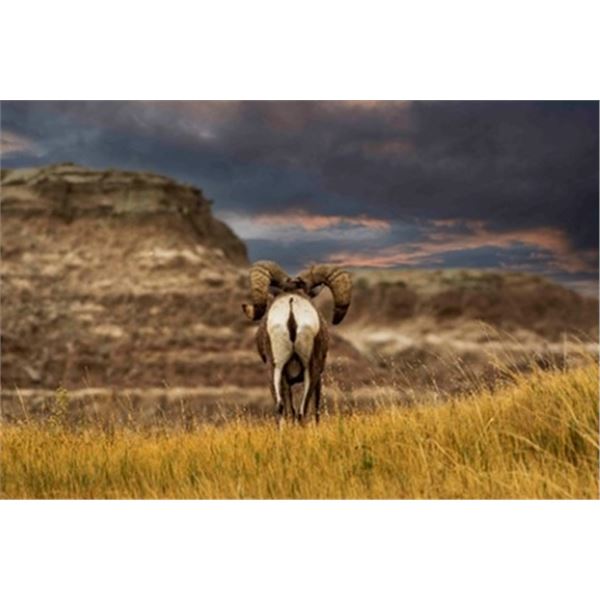 Badlands Bighorn Ram-Your Choice or Take Both     (Twice the Money)