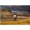 Image 1 : Badlands Bighorn Ram-Your Choice or Take Both     (Twice the Money)