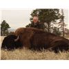 Image 3 : Sunrise Ranch Cow Bison Hunt, Edgemont, SD
