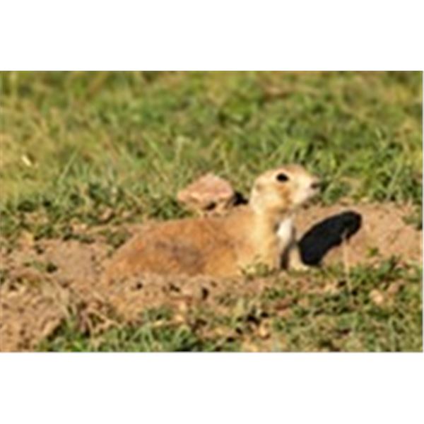 Rick Swantner Prairie Dog Hunt-Shoot near Rapid City South Dakota