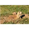 Image 1 : Rick Swantner Prairie Dog Hunt-Shoot near Rapid City South Dakota