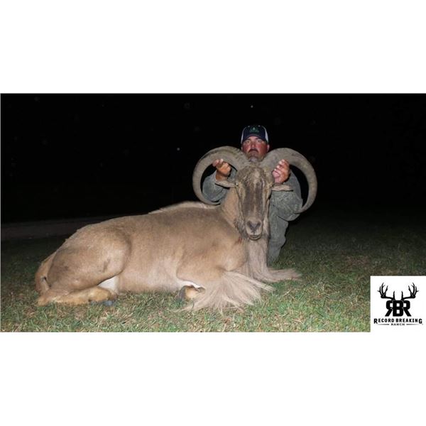 Record Breaking Ranch - Aoudad Hunt