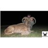 Image 1 : Record Breaking Ranch - Aoudad Hunt