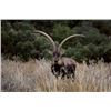 Image 10 : Beceite Ibex  Hunt in Zaragoza Spain Donated by 4 Aces Outfitters