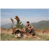 Image 12 : Beceite Ibex  Hunt in Zaragoza Spain Donated by 4 Aces Outfitters