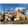 Image 18 : Dream Team Safaris Archery or Rifle Hunt