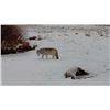 Image 2 : Great Northern Safari Wolf Hunt