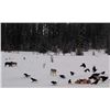 Image 4 : Great Northern Safari Wolf Hunt