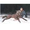 Image 5 : Great Northern Safari Wolf Hunt