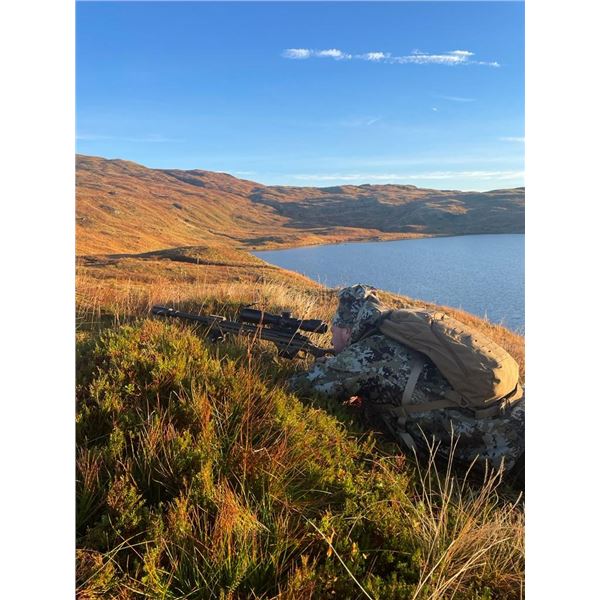 Red Stag - Wilderness Pursuits Sporting - Scotland
