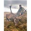 Image 2 : Red Stag - Wilderness Pursuits Sporting - Scotland
