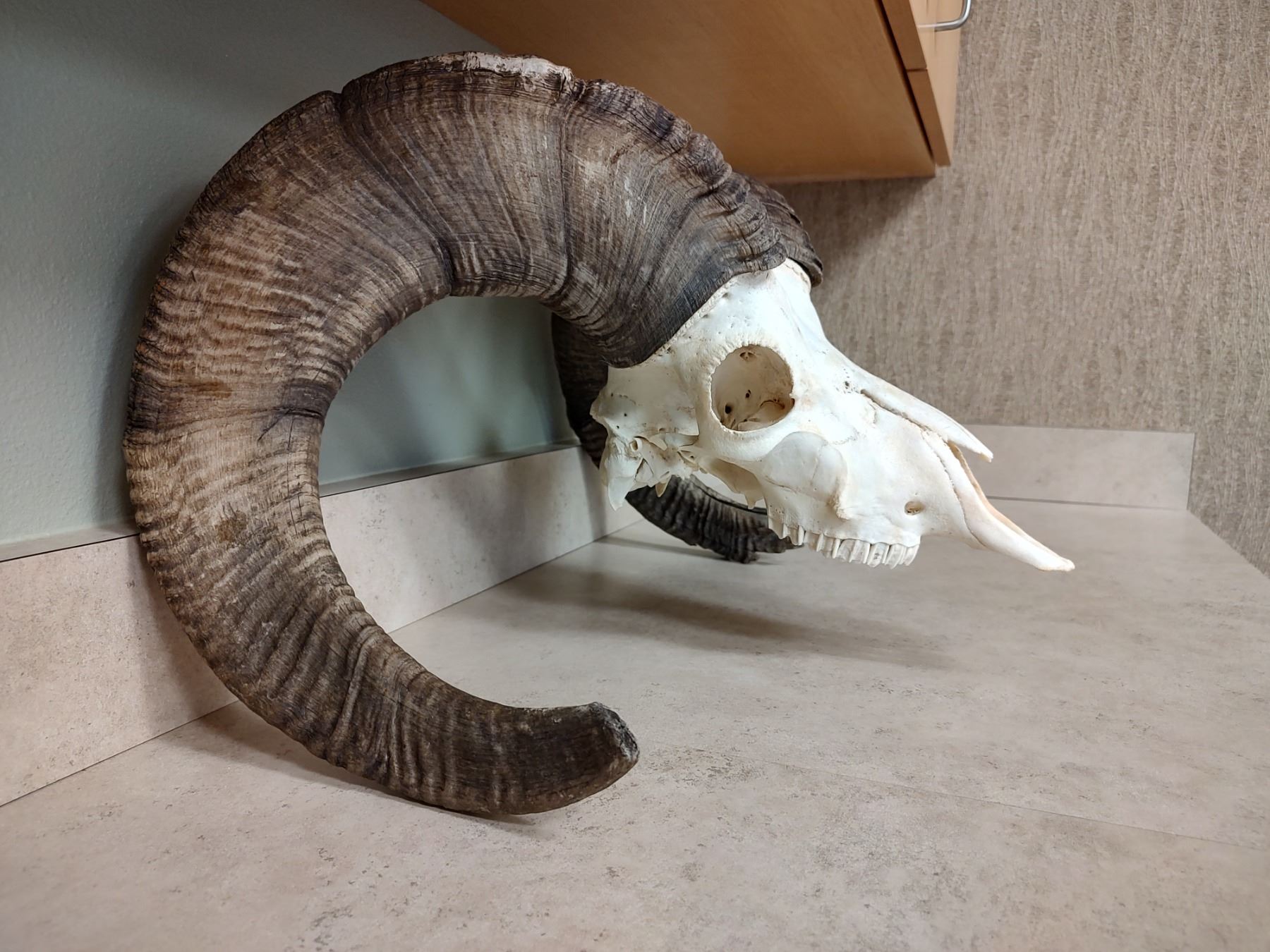 Big Horn Sheep Skull big-horn-sheep-skull