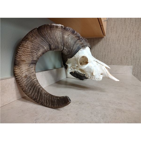 Big Horn Sheep Skull