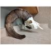 Image 1 : Big Horn Sheep Skull