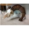 Image 2 : Big Horn Sheep Skull