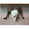 Image 3 : Big Horn Sheep Skull