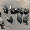 Image 4 : Assorted Floating Duck Decoys X 21 Qty