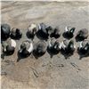 Image 3 : Assorted Floating Duck Decoys X 22 Qty