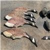 Image 2 : Assorted Duck and Goose Decoys and Parts X 24 Qty