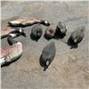 Image 3 : Assorted Duck and Goose Decoys X 9 Qty