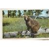 Image 4 : National Park Postcard Collection [199235]