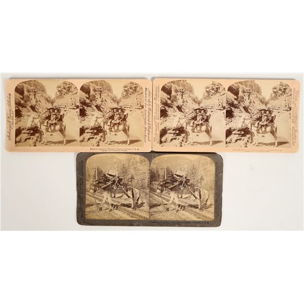 Colorado Burro Stereoview Trio [199282]