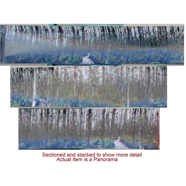 Cypress Swamp Color Panorama [106383]