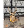 Image 1 : Deer decor