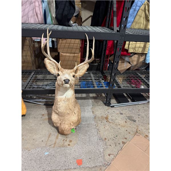 Deer decor