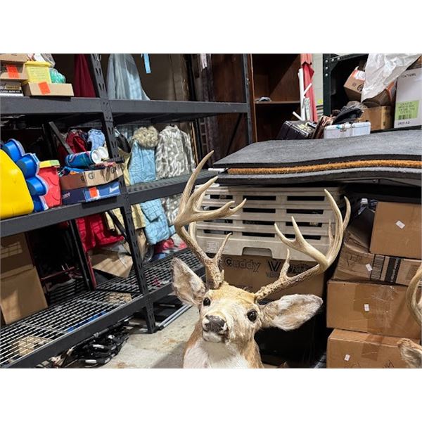 Deer head