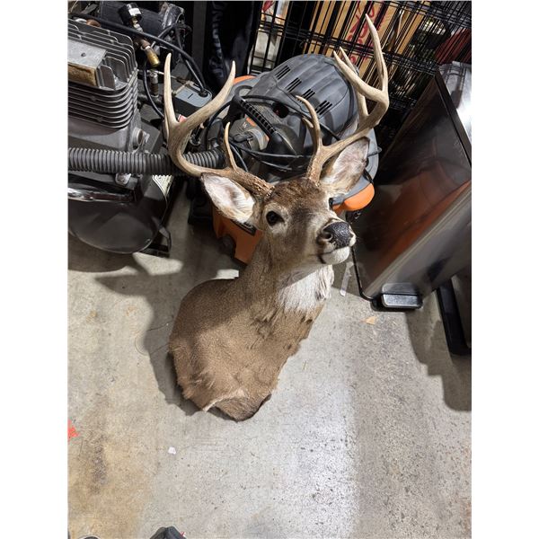 deer head