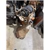 Image 1 : deer head
