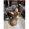 Image 2 : deer head