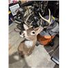Image 3 : deer head